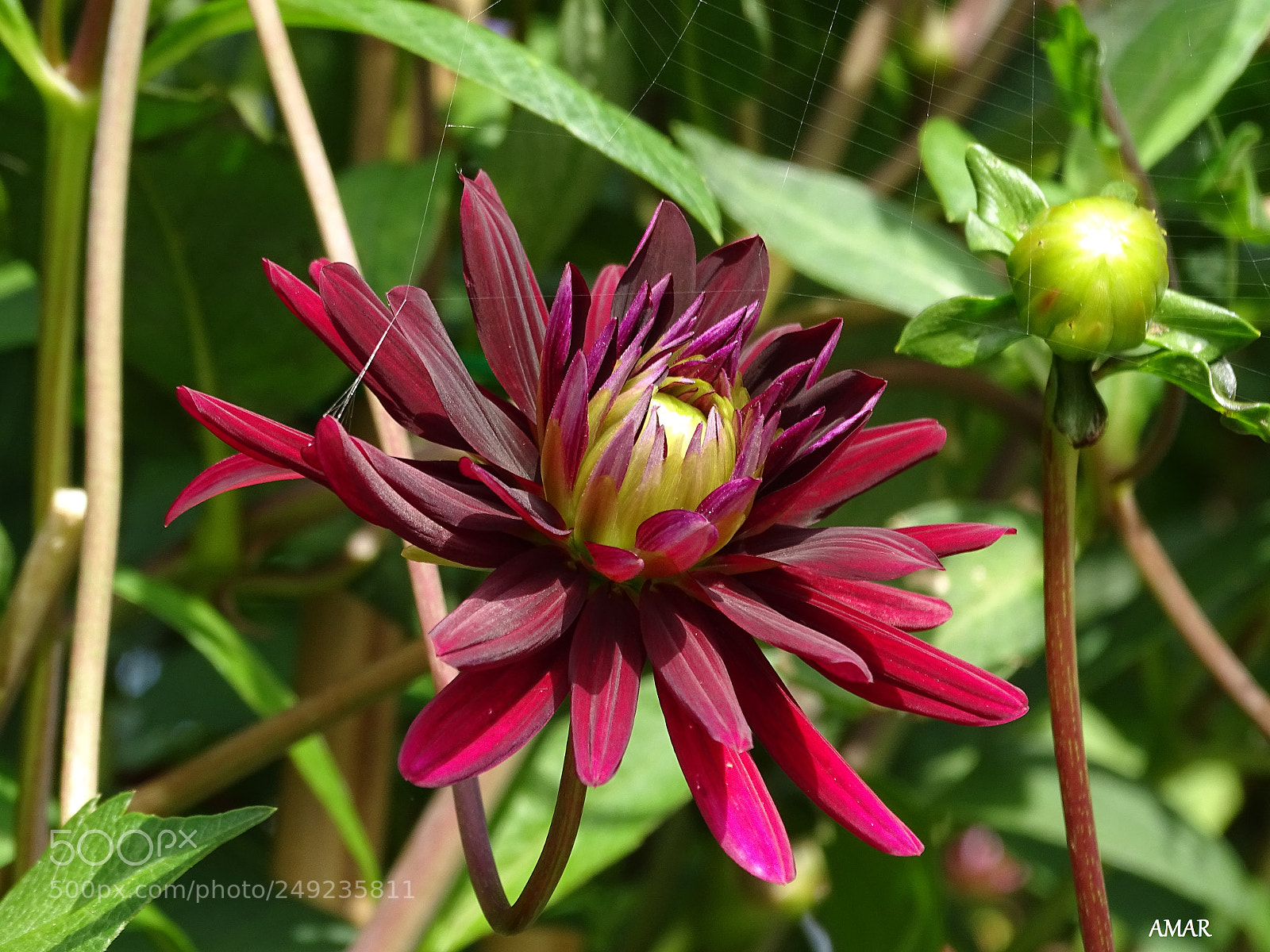 Sony Cyber-shot DSC-HX400V sample photo. Lime and bordeaux photography