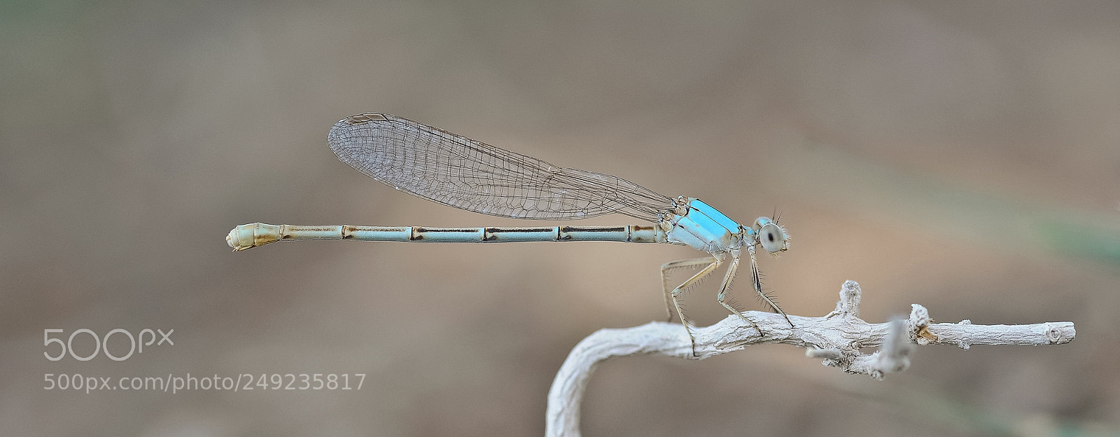 Nikon D700 sample photo. Libelula. photography