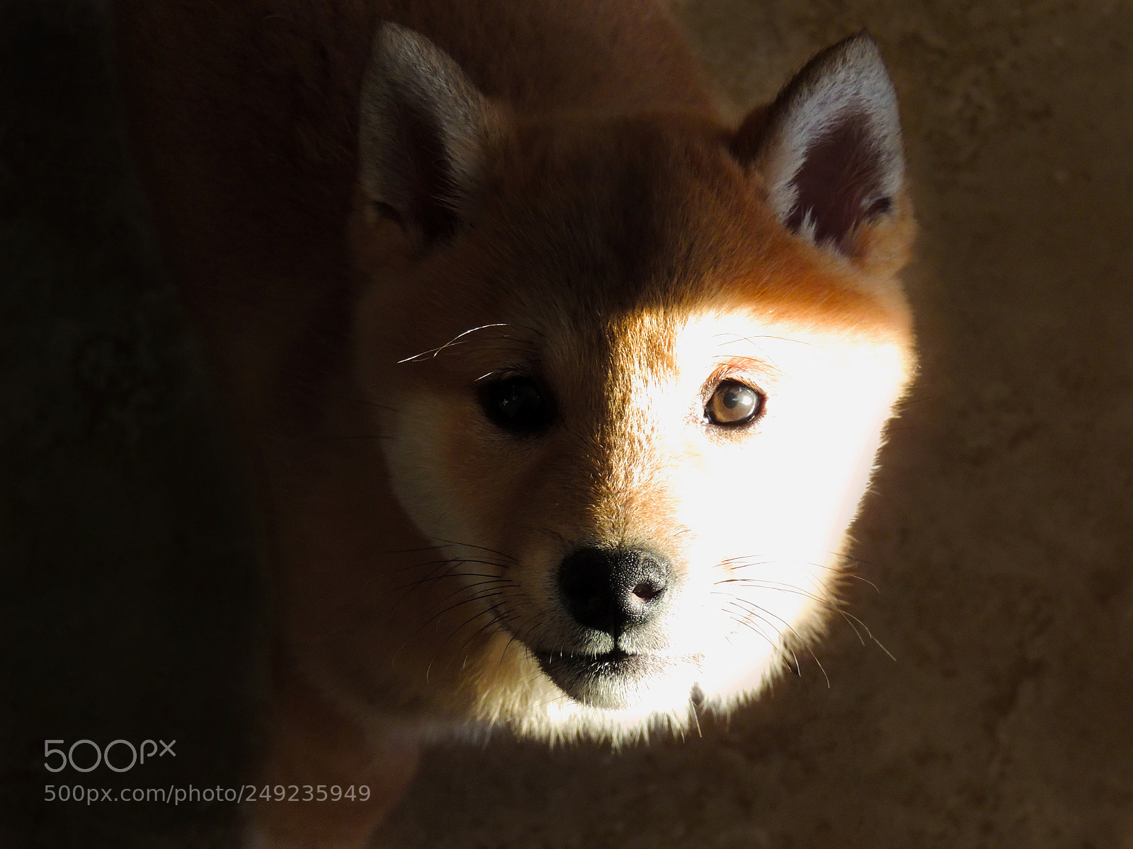 Nikon Coolpix P510 sample photo. Dog photography