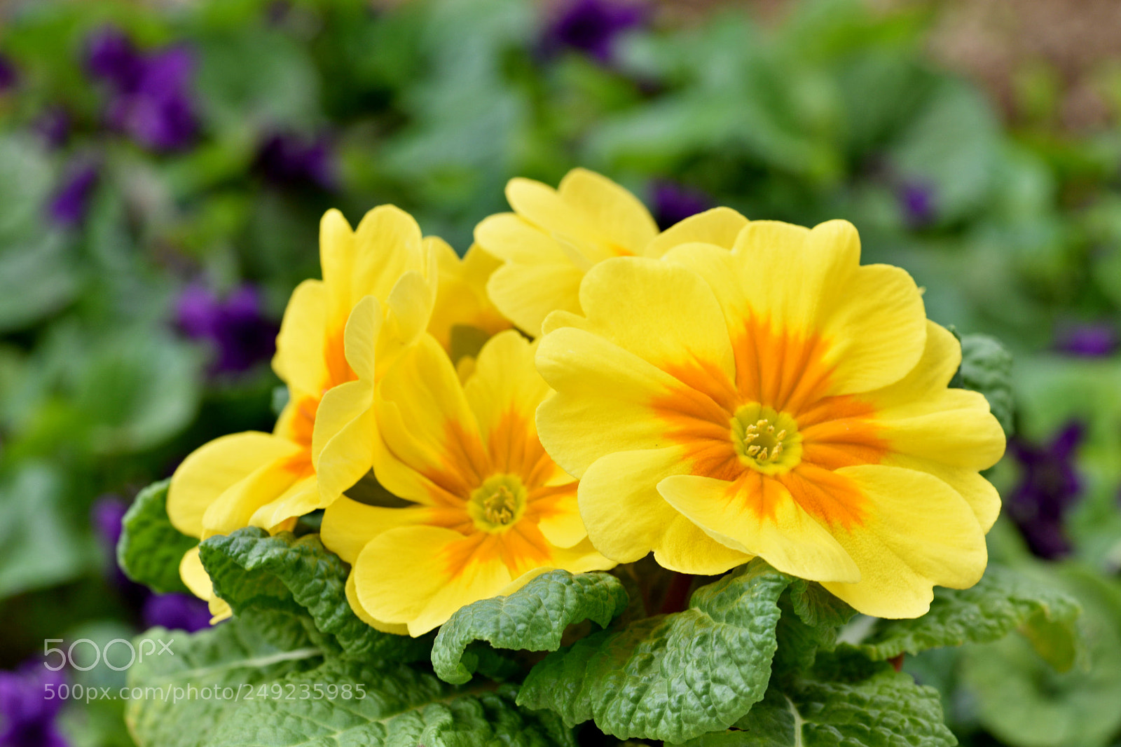 Nikon D7200 sample photo. Flower photography