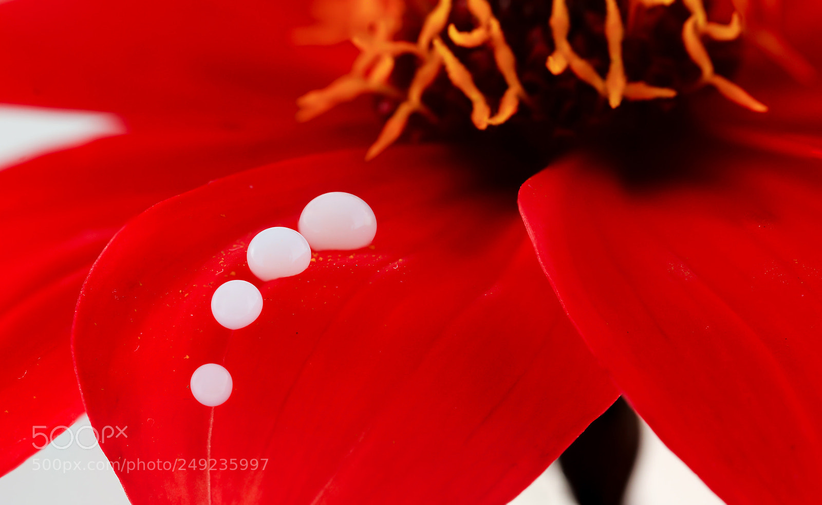 Nikon D7000 sample photo. White drops photography