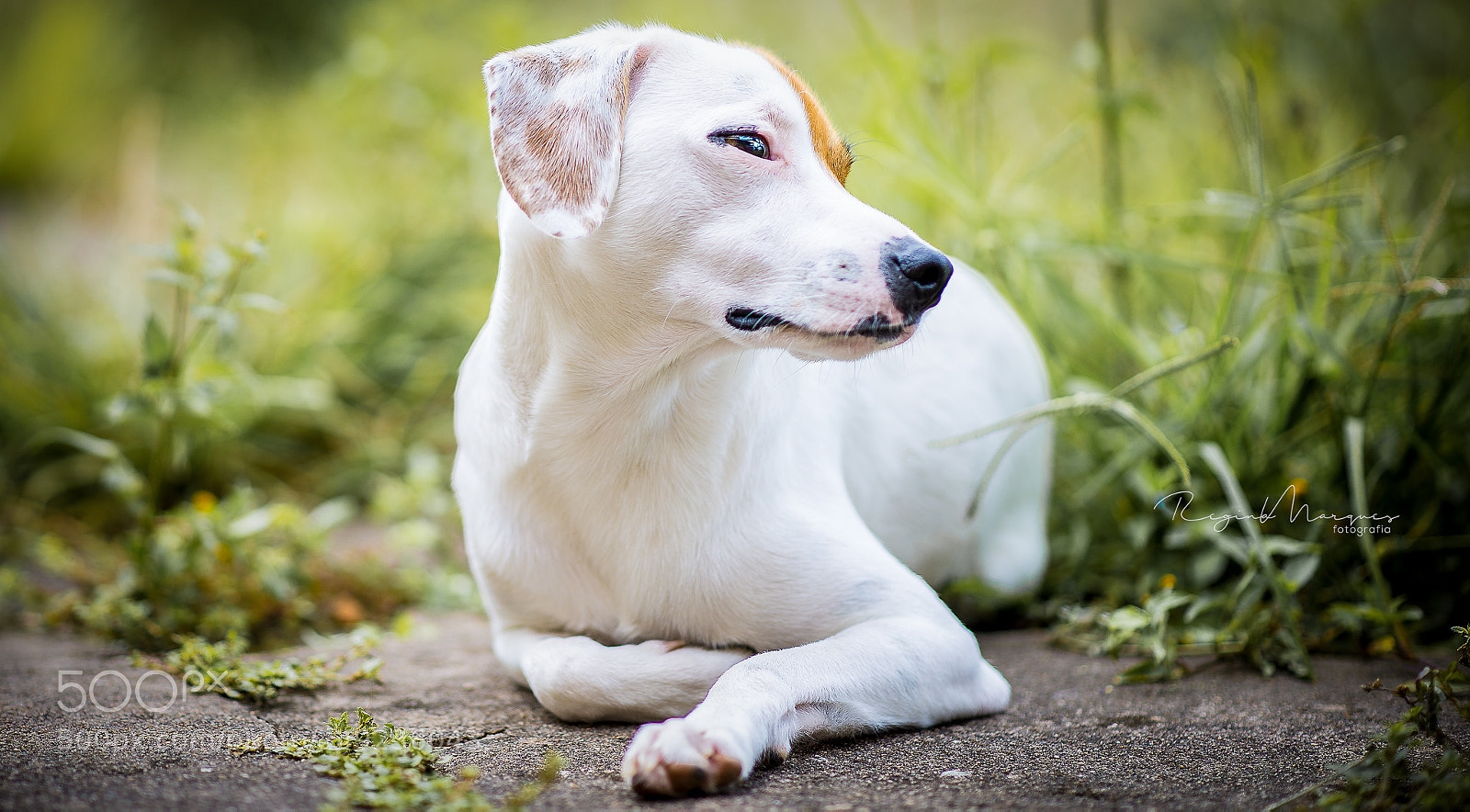 Nikon D610 sample photo. Bolt, nosso cão. photography