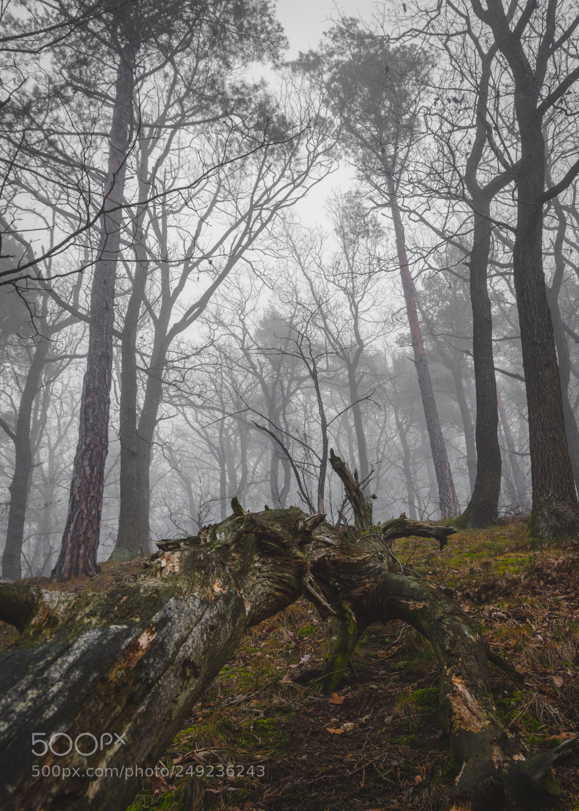 Nikon D7200 sample photo. Foggy forest photography