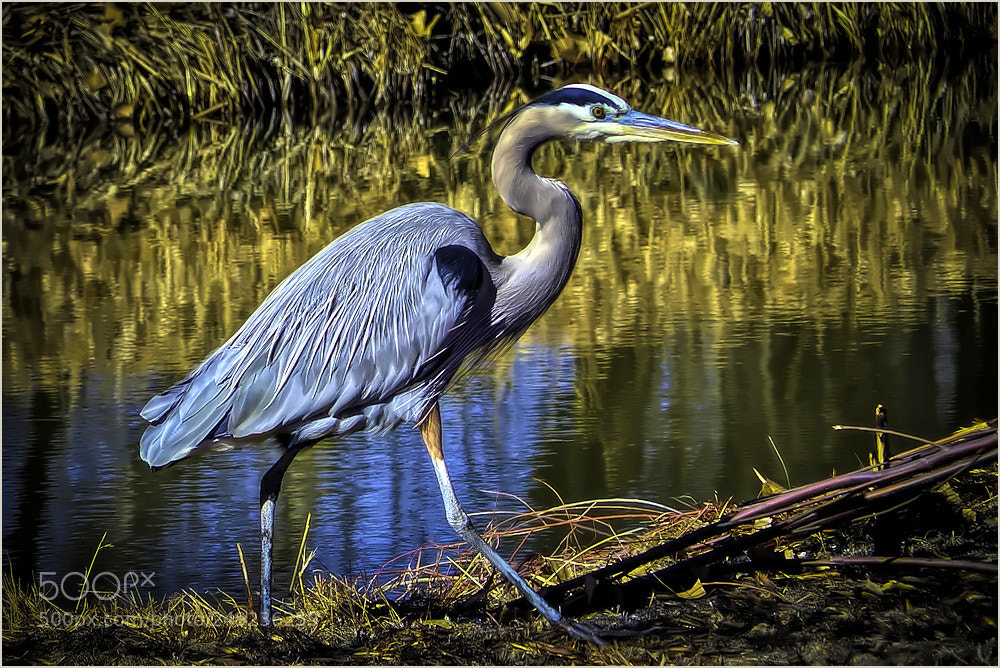 Panasonic Lumix DMC-FZ200 sample photo. Blue heron photography