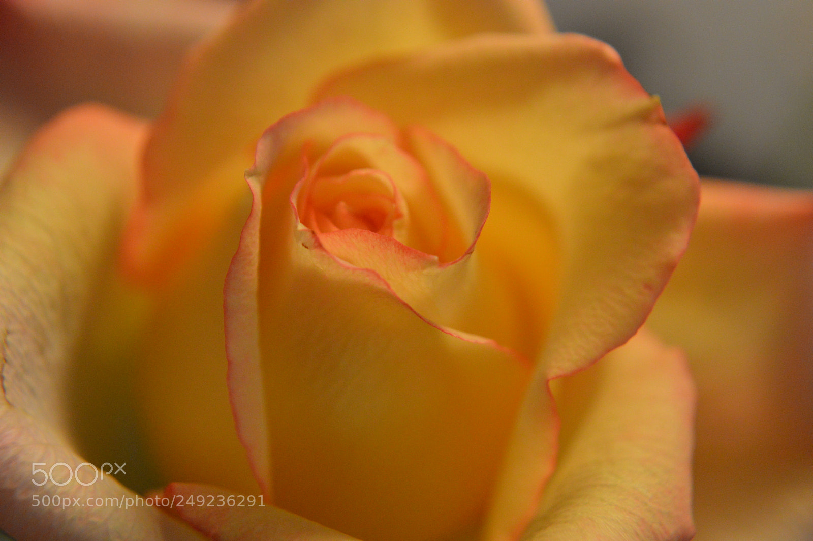 Nikon D3200 sample photo. Warm photography