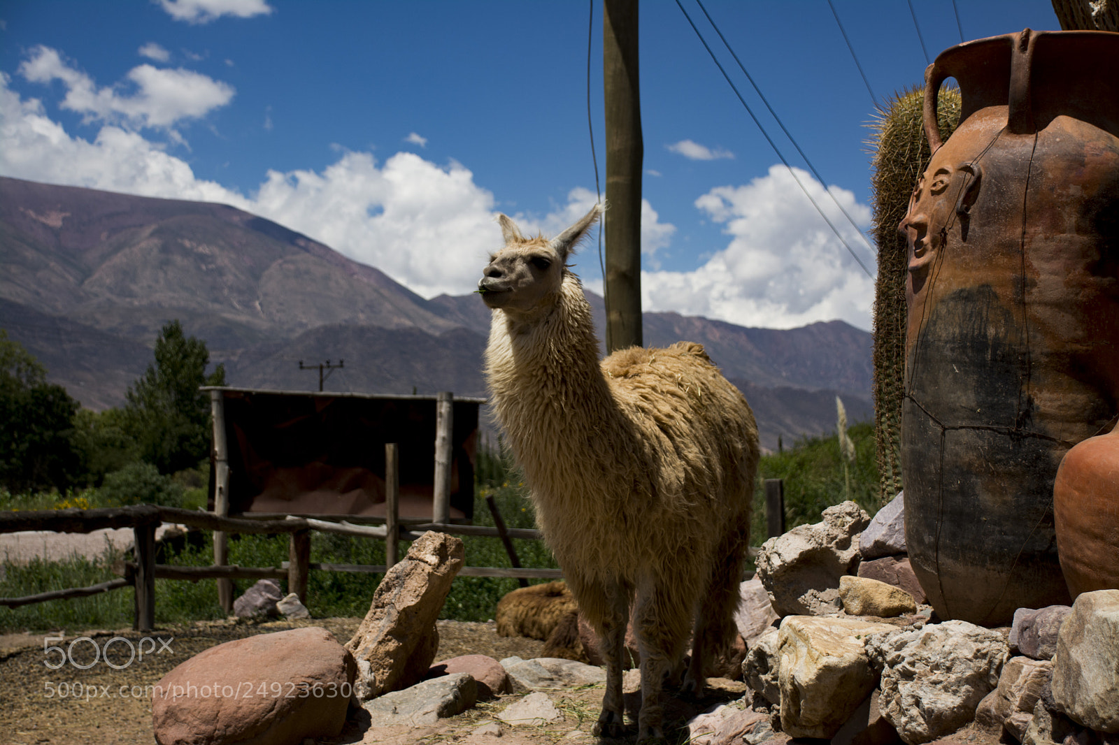 Nikon D7100 sample photo. Llamas photography