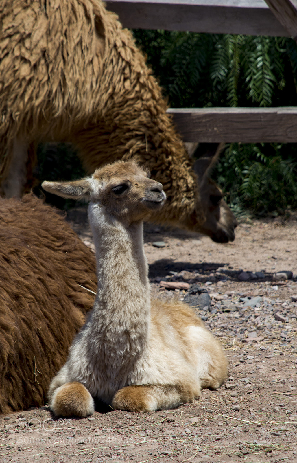 Nikon D7100 sample photo. Llamas photography