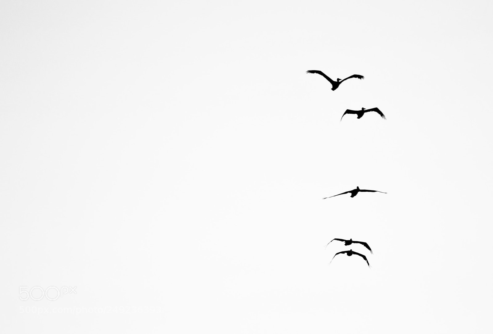 Nikon D3100 sample photo. Fly photography