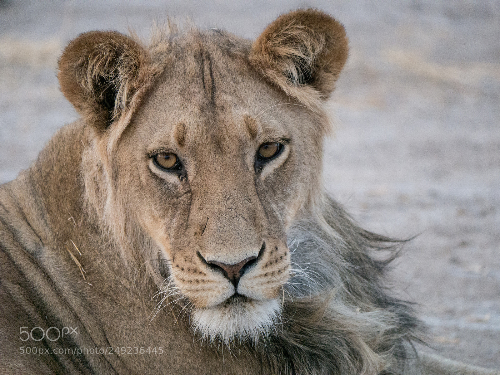 Panasonic DMC-G70 sample photo. Young lion photography