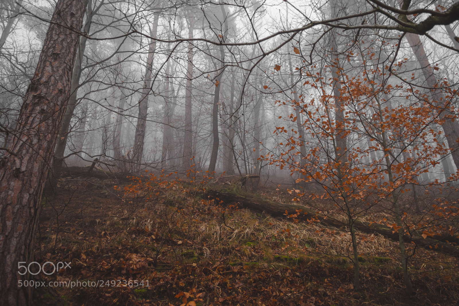 Nikon D7200 sample photo. Forest photography