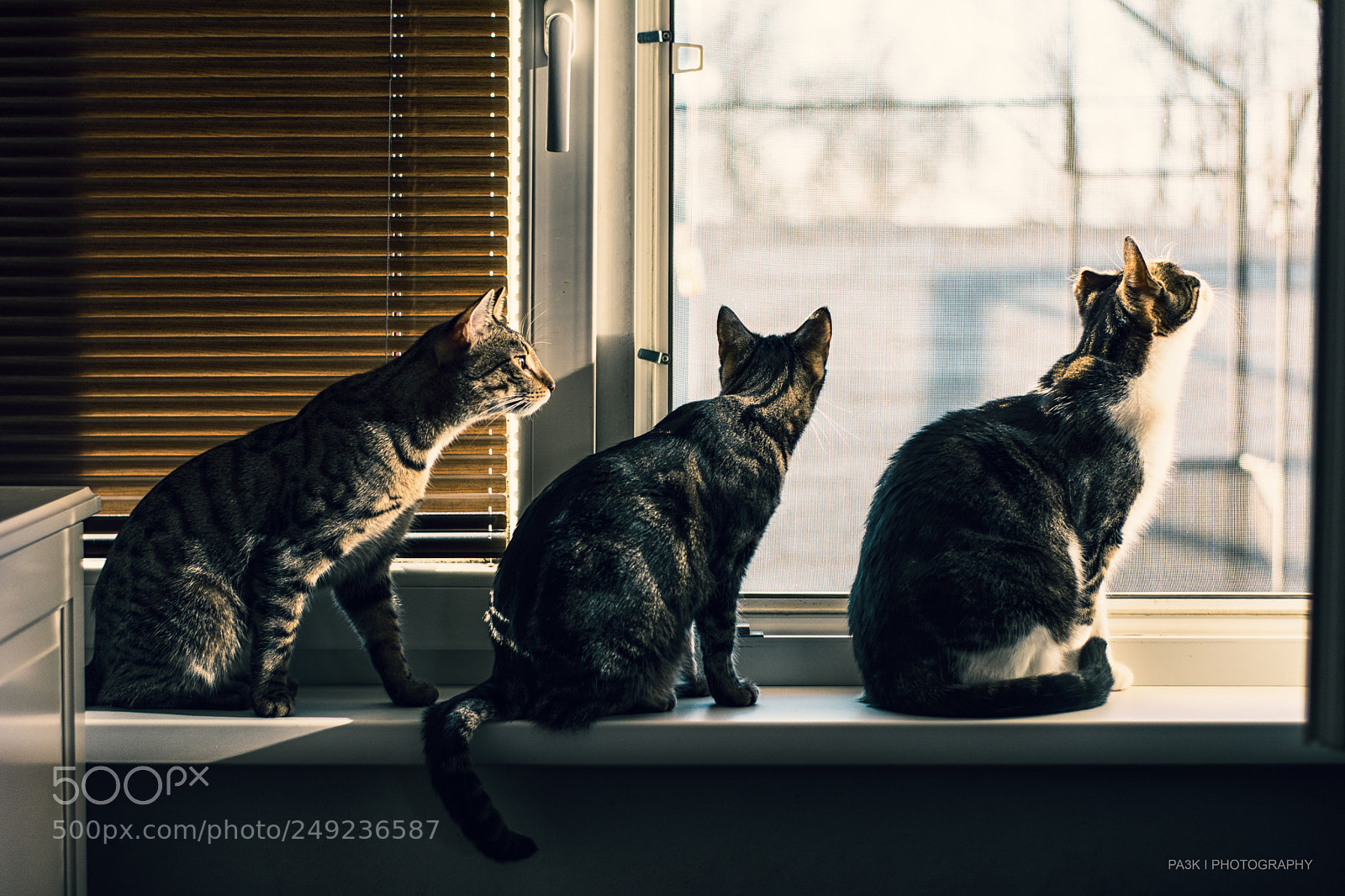 Nikon D5200 sample photo. Cats on window photography