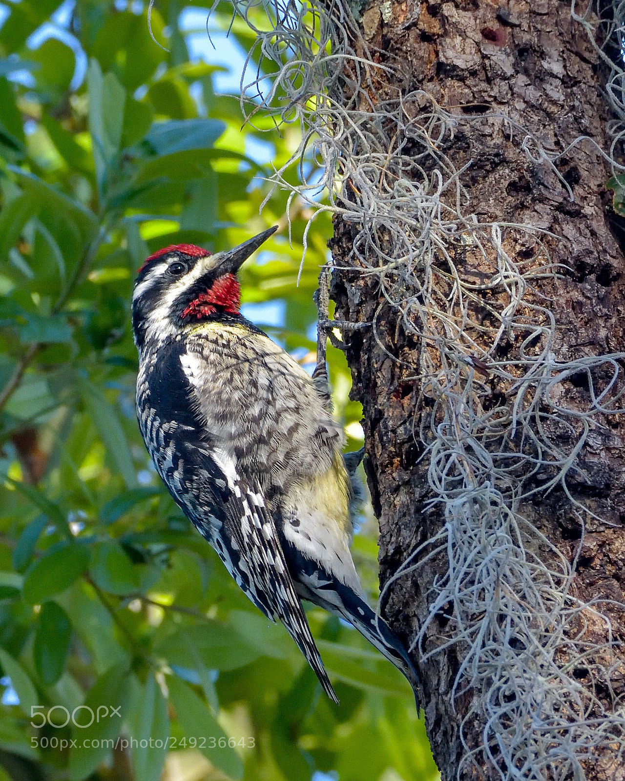 Nikon D7200 sample photo. Yellow bellied sapsucker photography