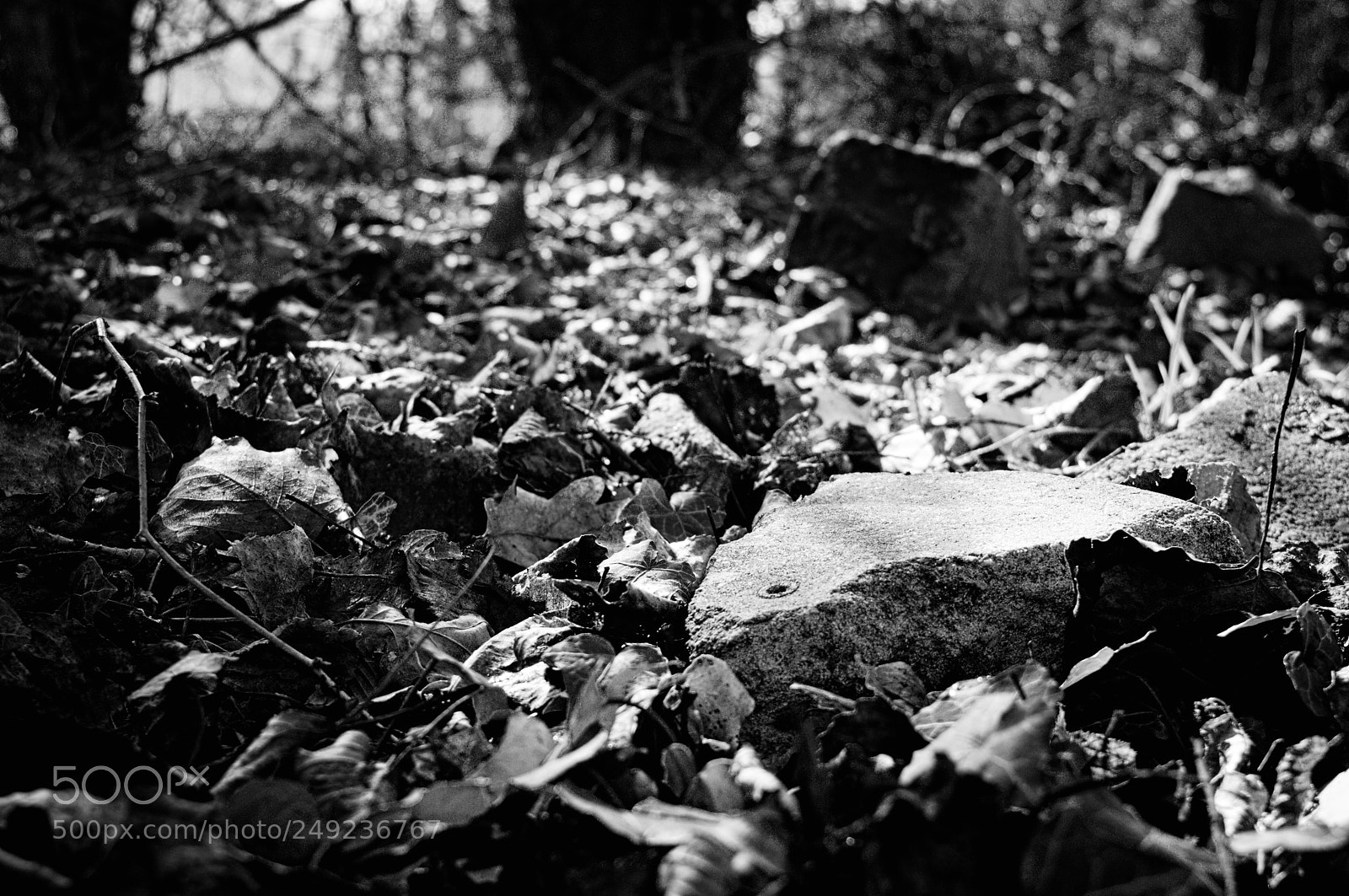 Nikon D3200 sample photo. Light&stone photography