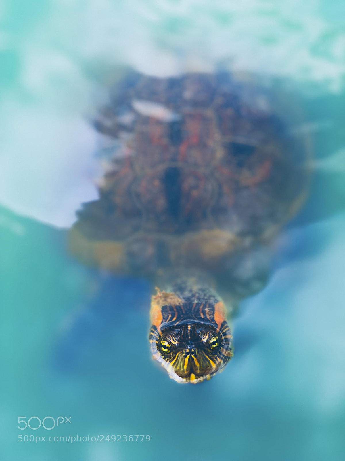 Apple iPhone 8 Plus sample photo. Turtle photography