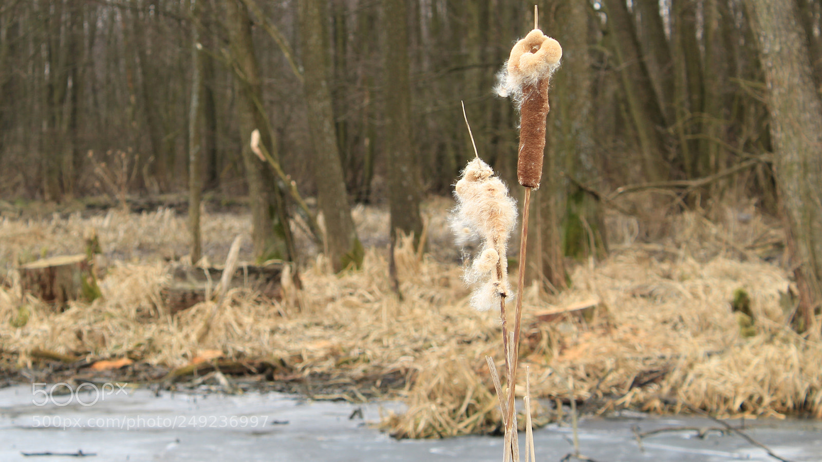 Canon EOS 1200D (EOS Rebel T5 / EOS Kiss X70 / EOS Hi) sample photo. Typha photography