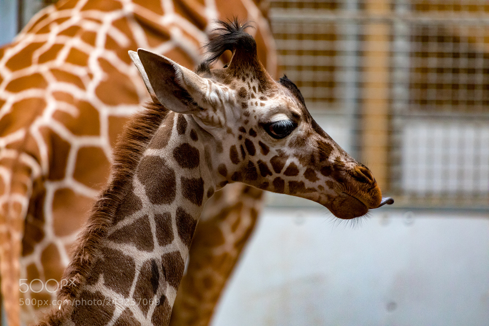 Canon EOS 5D Mark IV sample photo. Baby giraffe photography