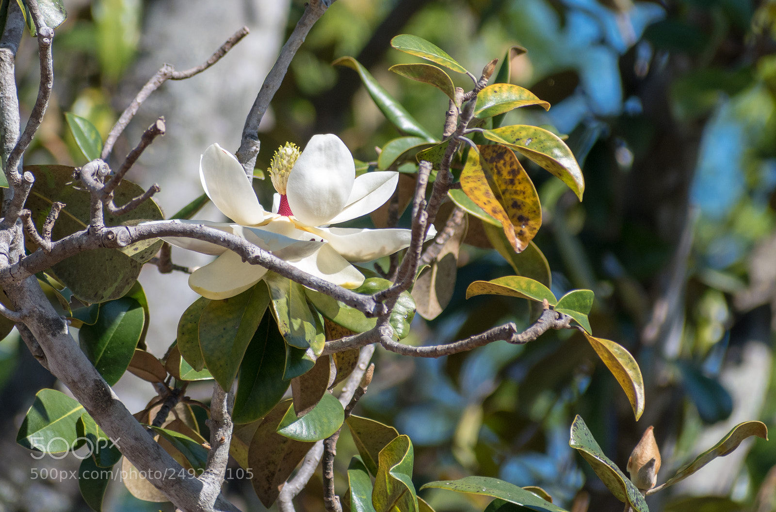 Nikon D5500 sample photo. Magnolia bloom photography