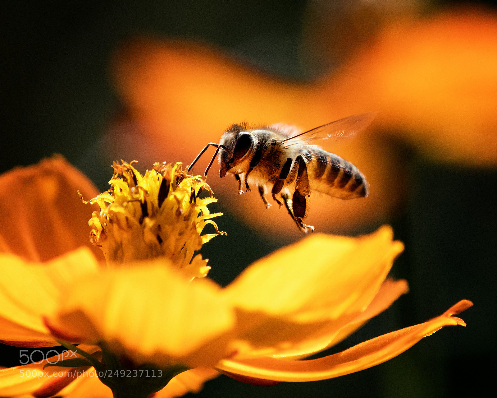 Nikon D500 sample photo. A mutually rewarding relationship photography