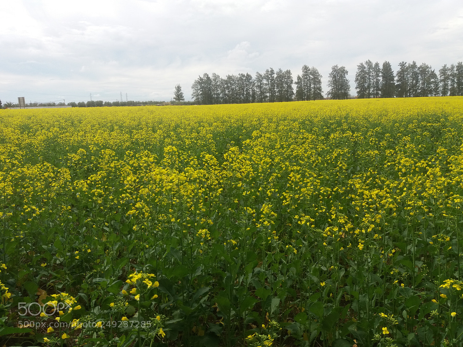 Samsung Galaxy J5(2016) sample photo. Le jaune photography