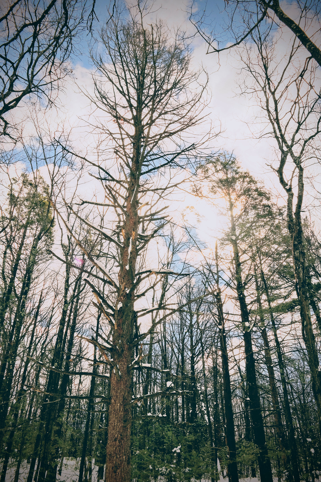 Samsung NX300M sample photo. Winter trees photography