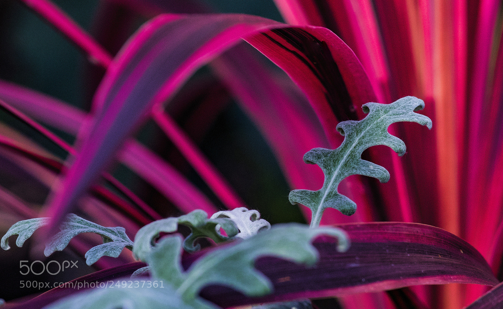 Canon EOS 7D Mark II sample photo. Nature's colors photography