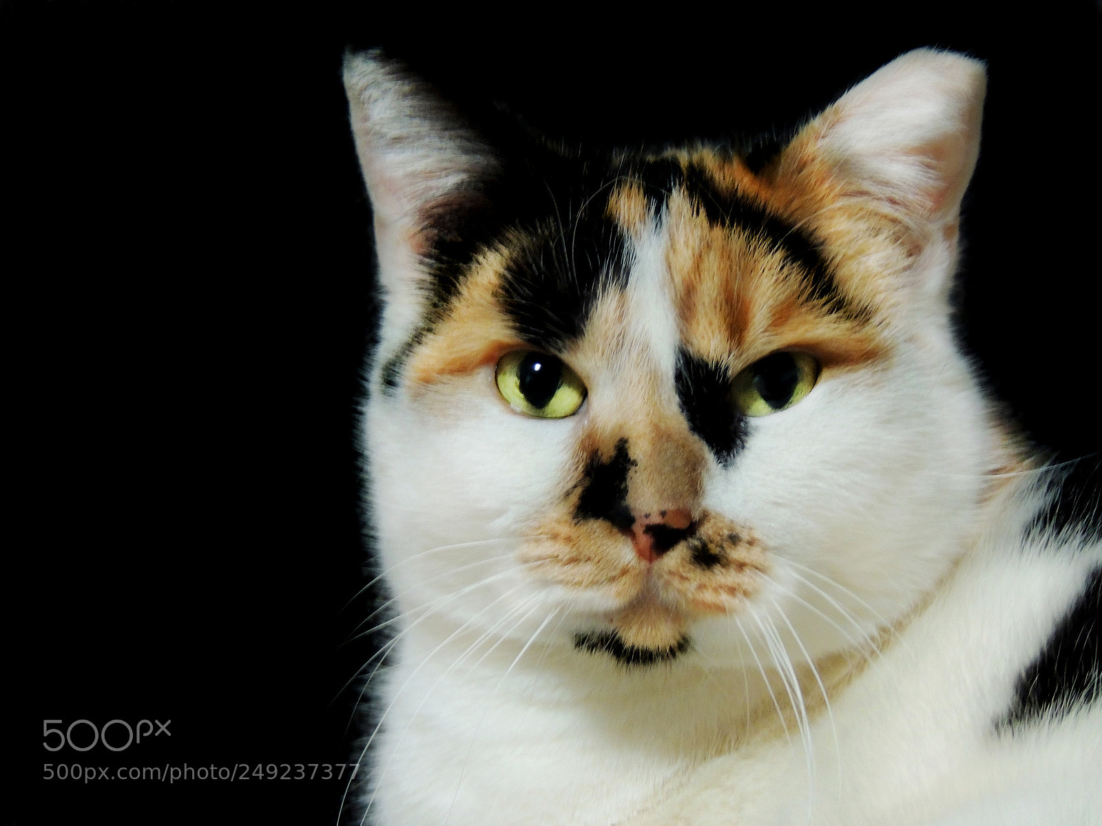 Nikon Coolpix P510 sample photo. Cat photography