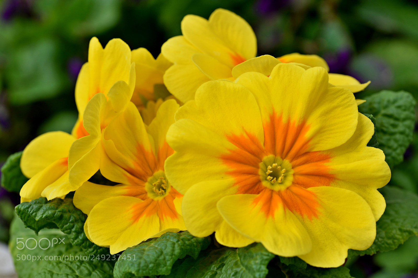 Nikon D7200 sample photo. Flower photography