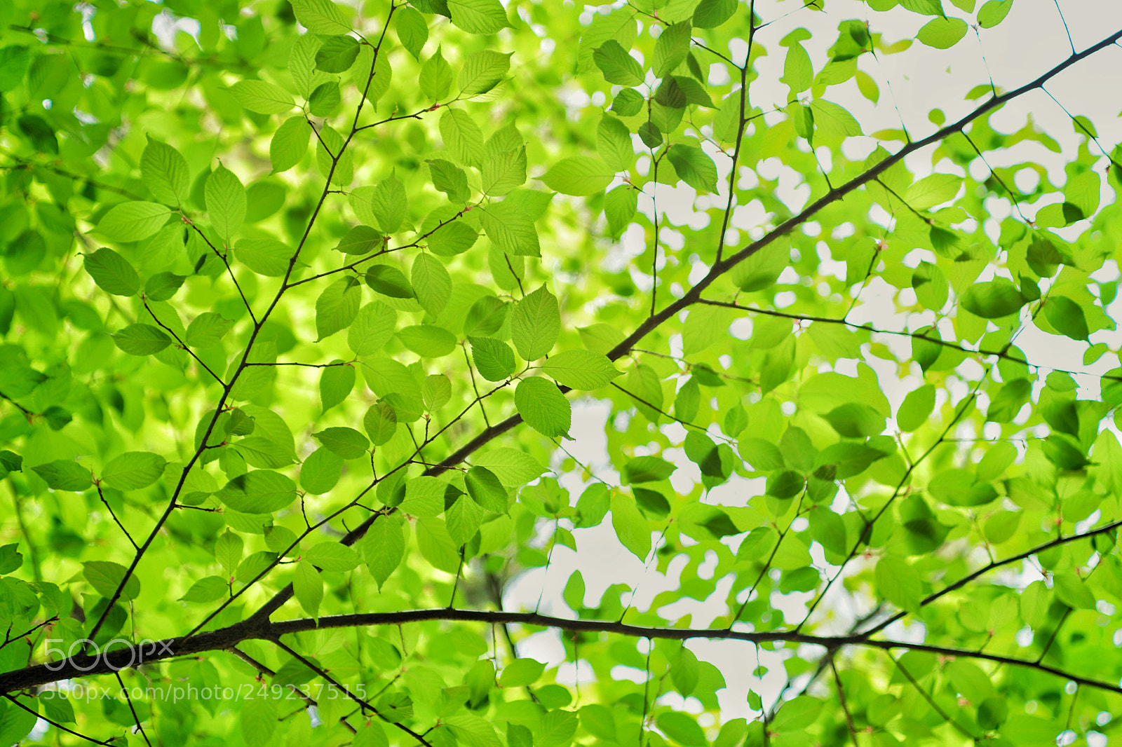 Sony a7 II sample photo. Spring is coming photography