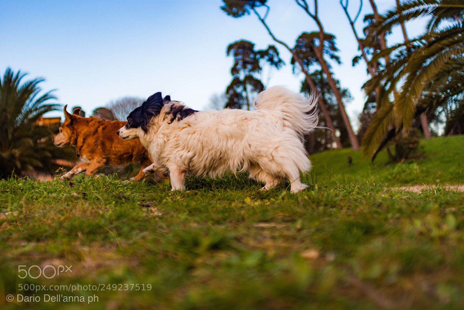 Sony Alpha DSLR-A300 sample photo. Run run baby run! photography