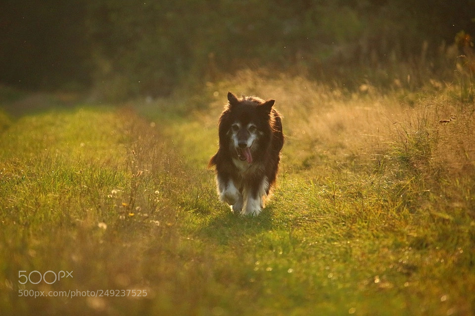 Canon EOS 100D (EOS Rebel SL1 / EOS Kiss X7) sample photo. Reviews of stirling collies photography