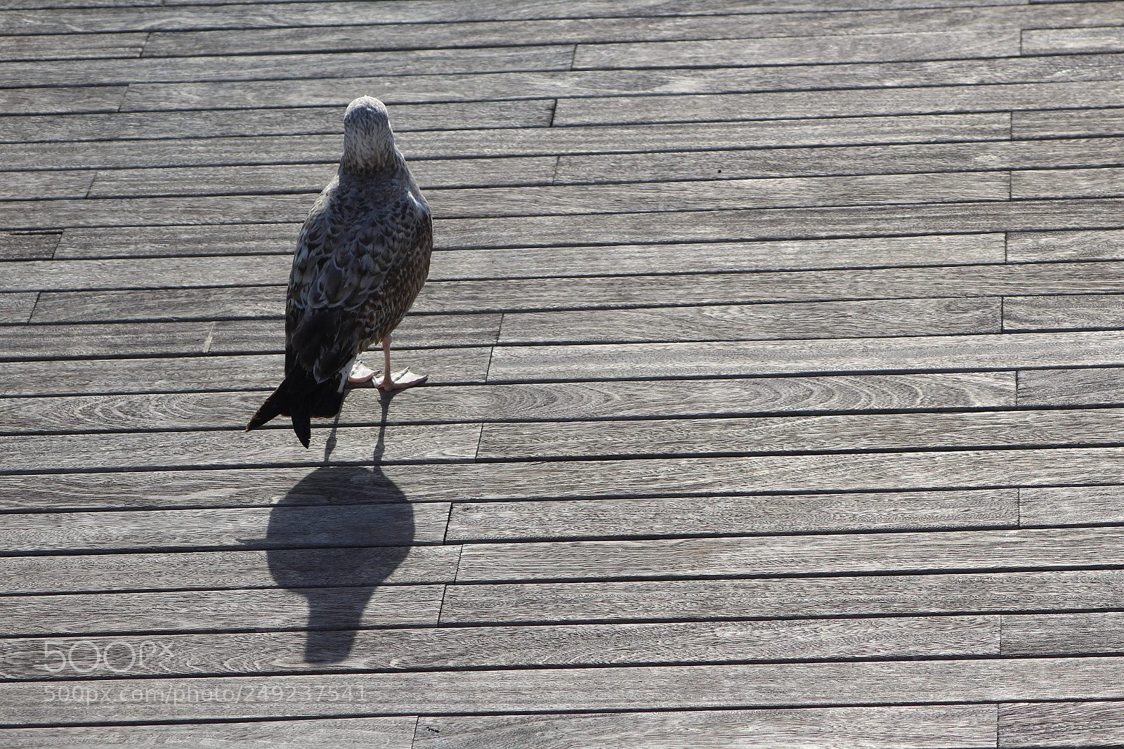 Canon EF 75-300mm f/4-5.6 sample photo. Lo recto y lo photography