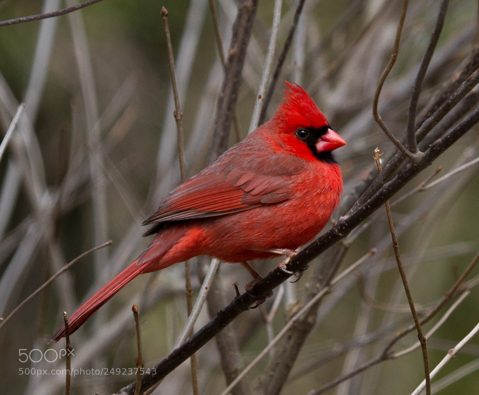Canon EOS 7D sample photo. Red splendor photography