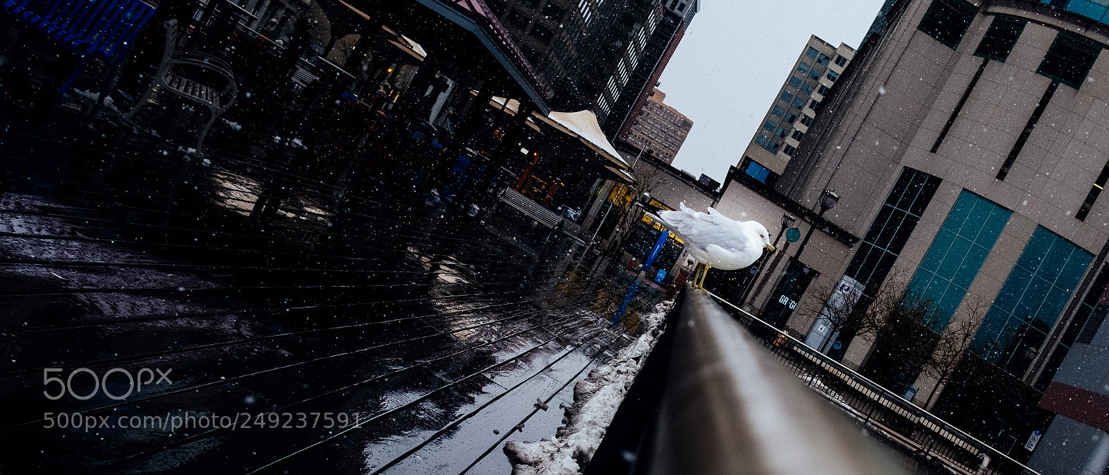 Fujifilm X-Pro2 sample photo. Foul weather fowl photography