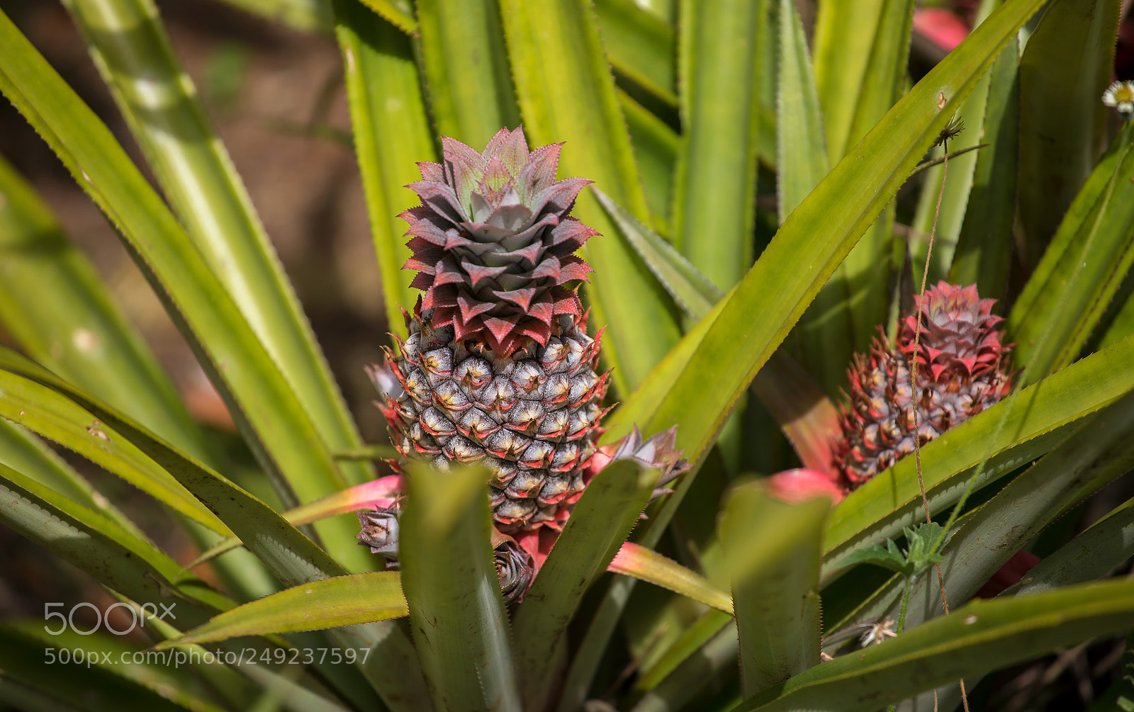Canon EOS 5D Mark IV sample photo. Pineapple photography
