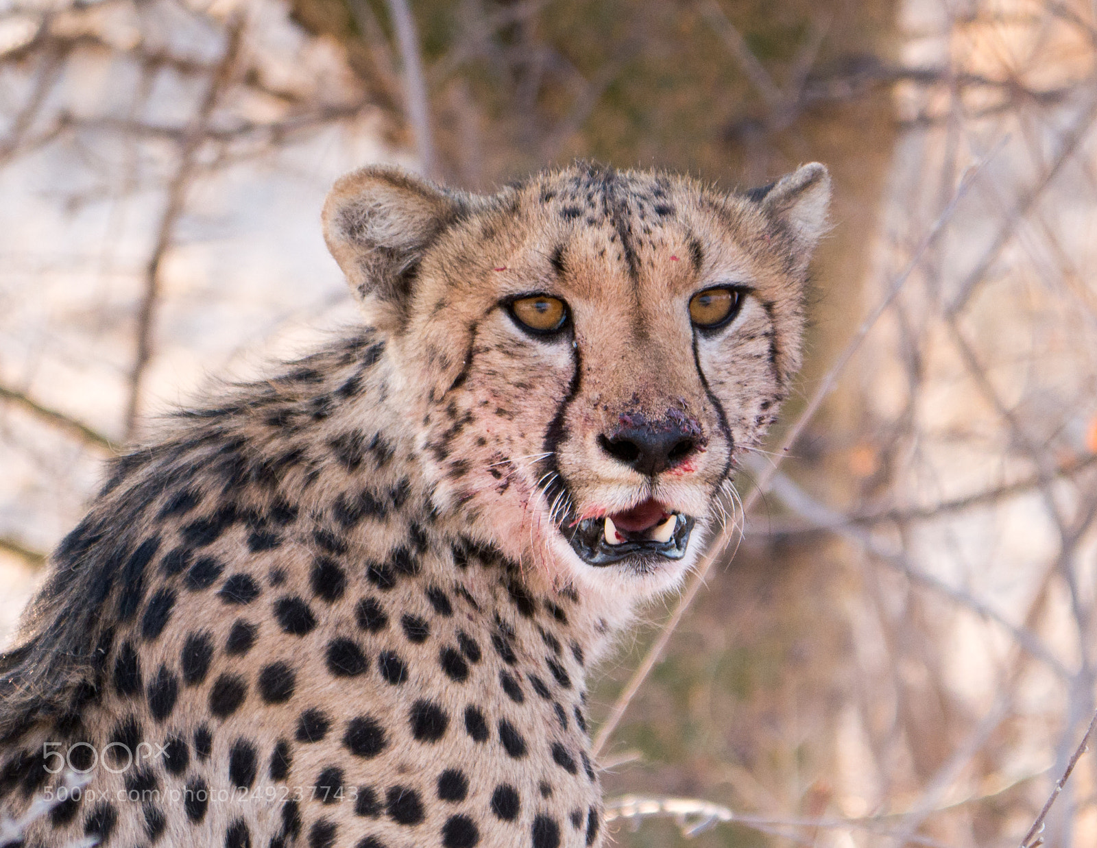 Panasonic DMC-G70 sample photo. Cheetah after dinner photography