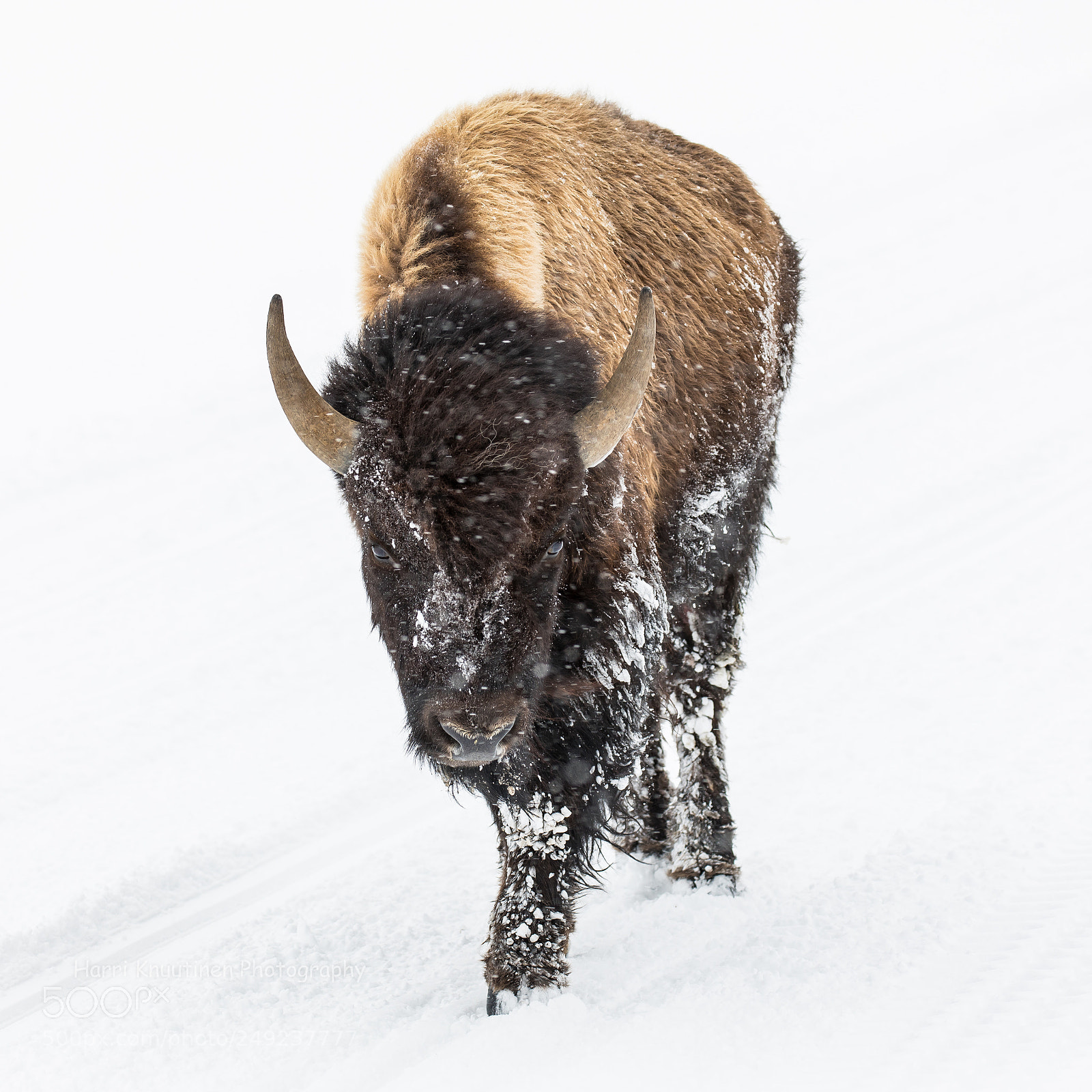 Canon EOS 5D Mark IV sample photo. Bull bison in midway photography