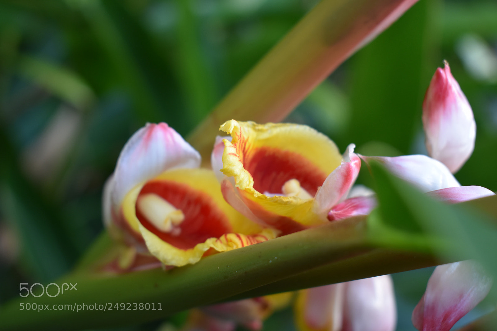 Nikon D3400 sample photo. Paradise show photography