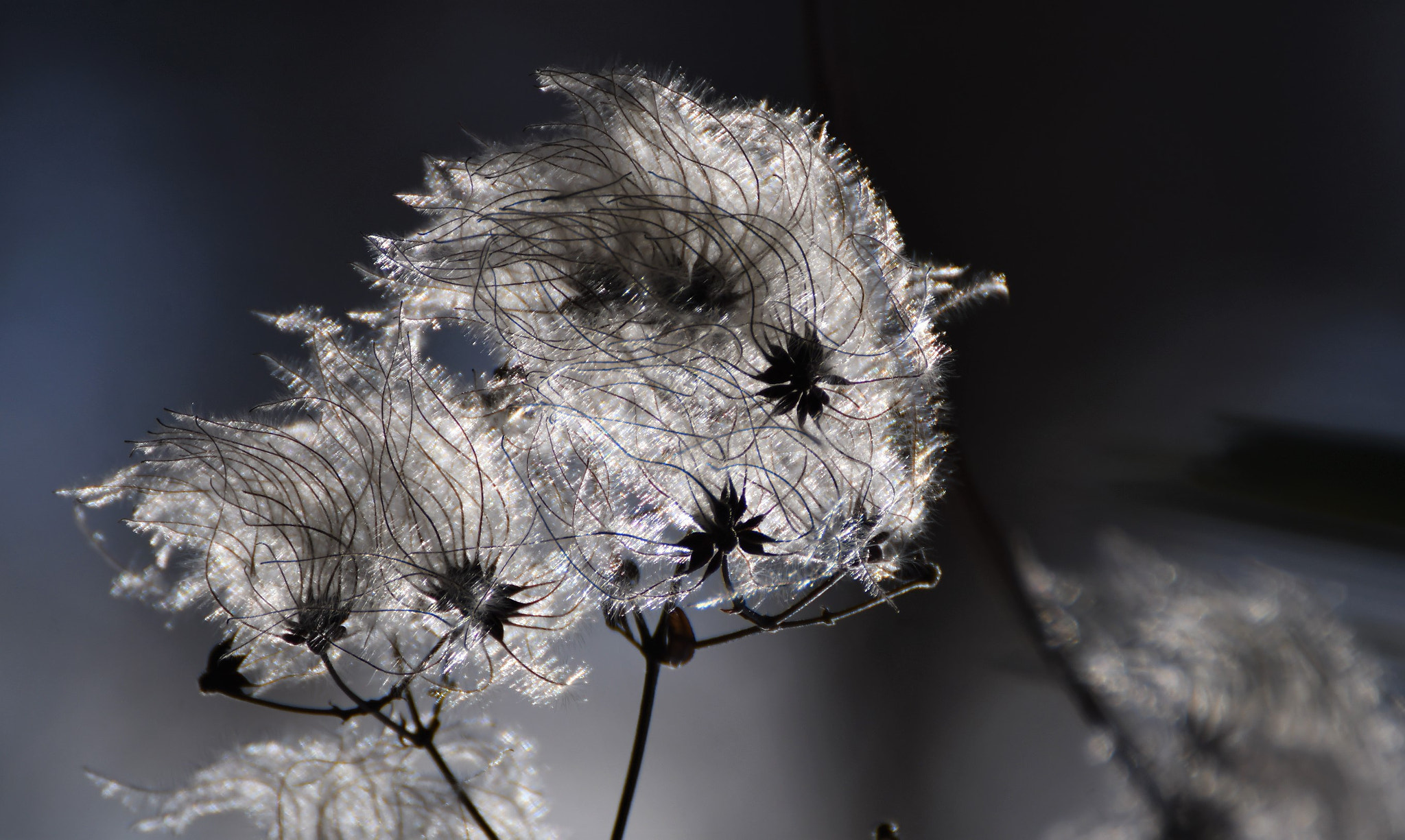 Nikon D500 sample photo. Drôle de fleur... photography