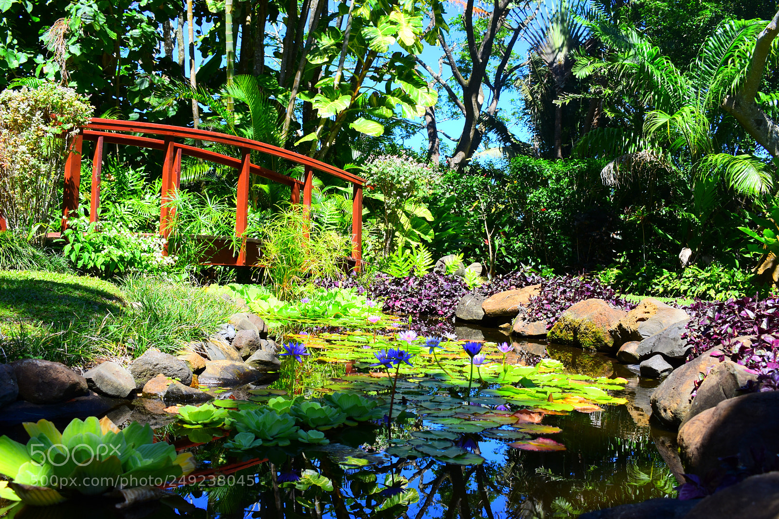 Nikon D3400 sample photo. Paradise show photography
