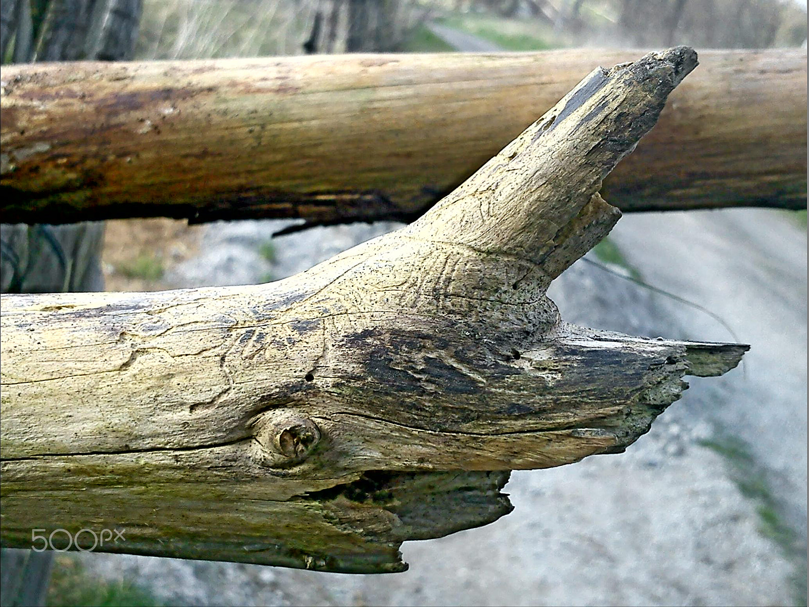 Sony Ericsson J10i2 sample photo. Unicorn photography