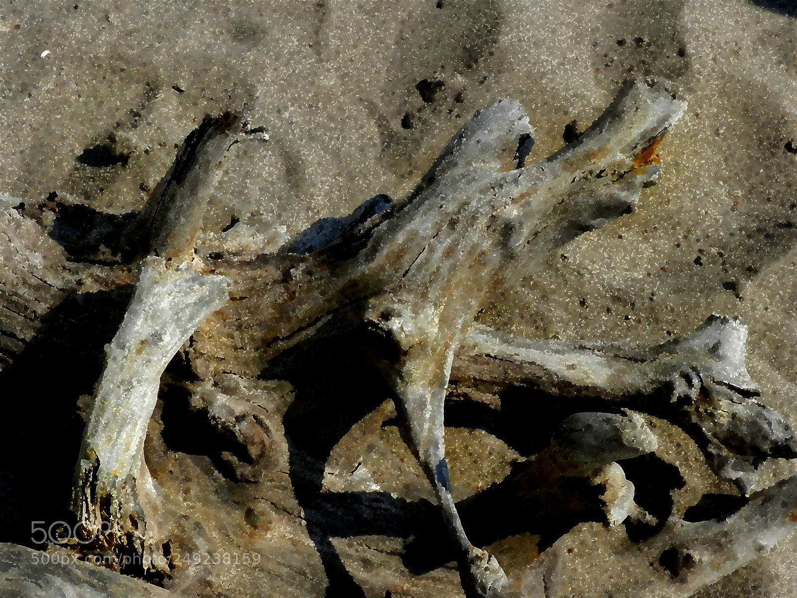 Nikon Coolpix P500 sample photo. Animal images on the photography