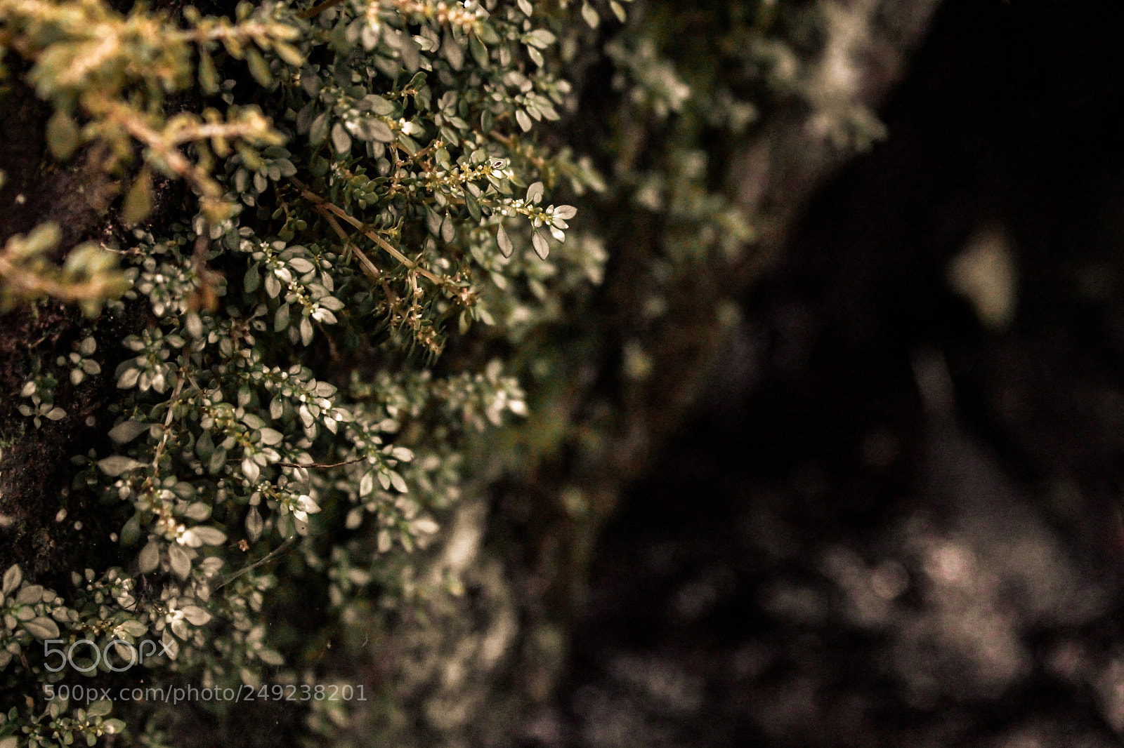 Canon EOS 700D (EOS Rebel T5i / EOS Kiss X7i) sample photo. Wall of life photography