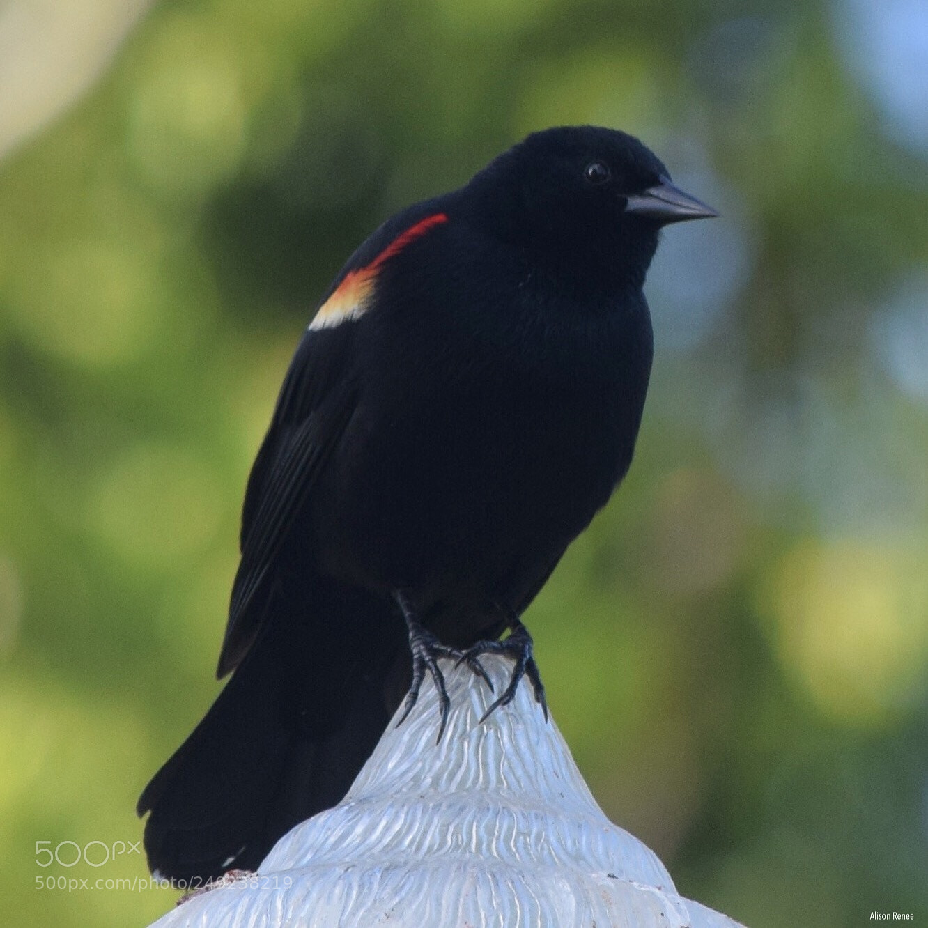 Nikon D3300 sample photo. Red-winged blackbird photography