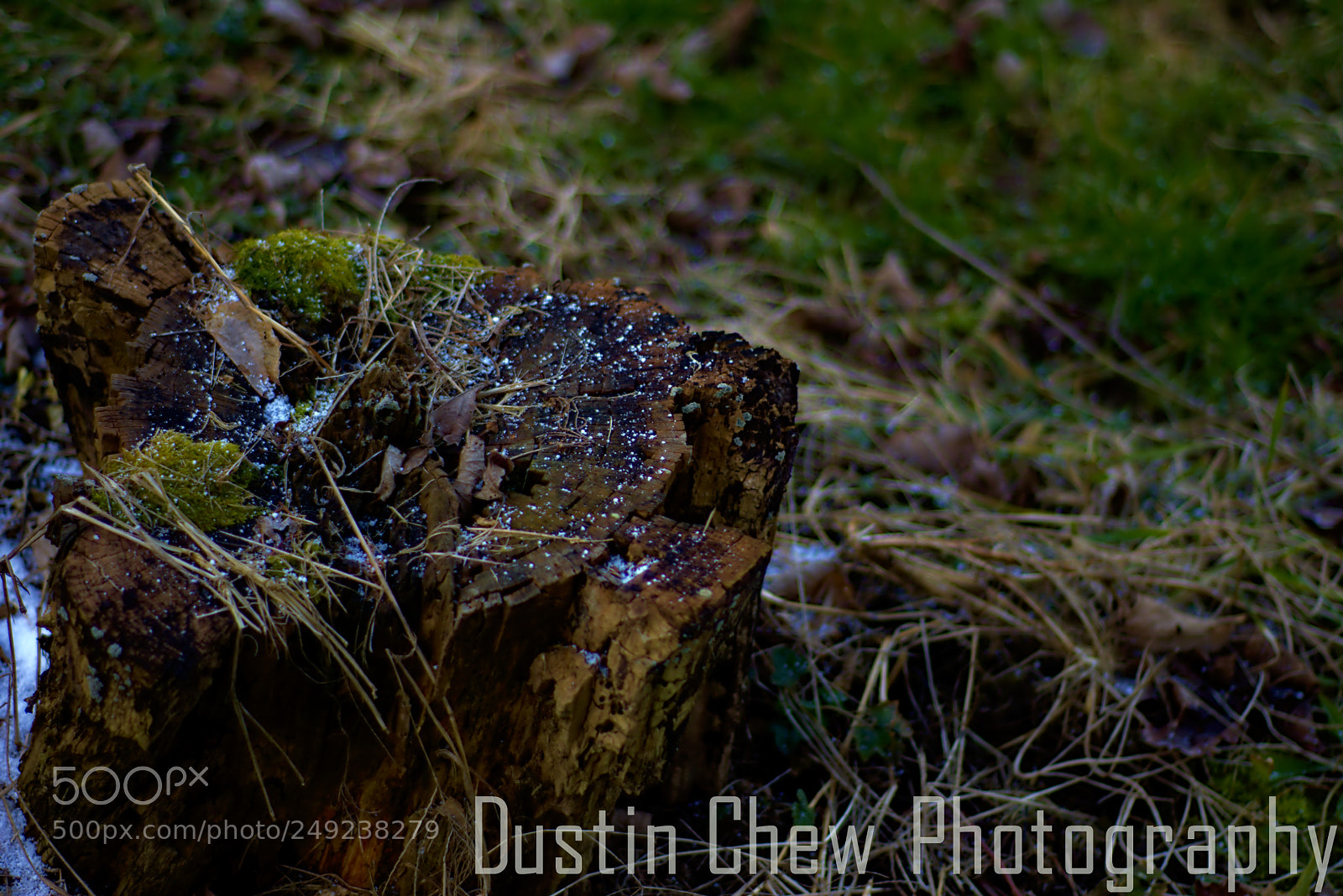 Nikon D7200 sample photo. Stumped02 photography