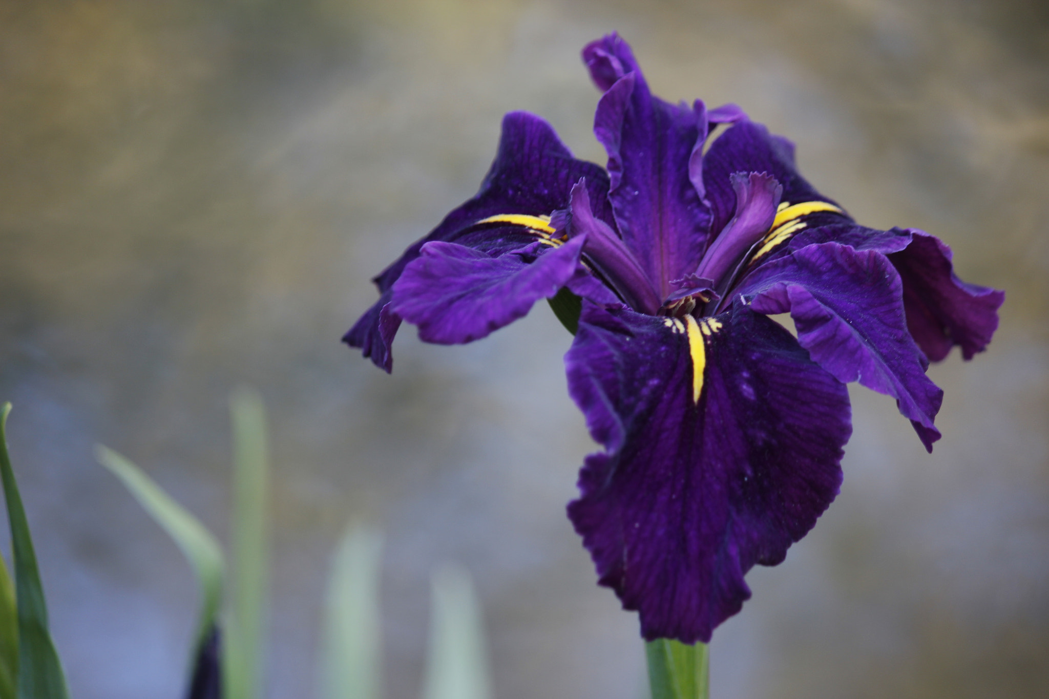 Canon EF-S 55-250mm F4-5.6 IS sample photo