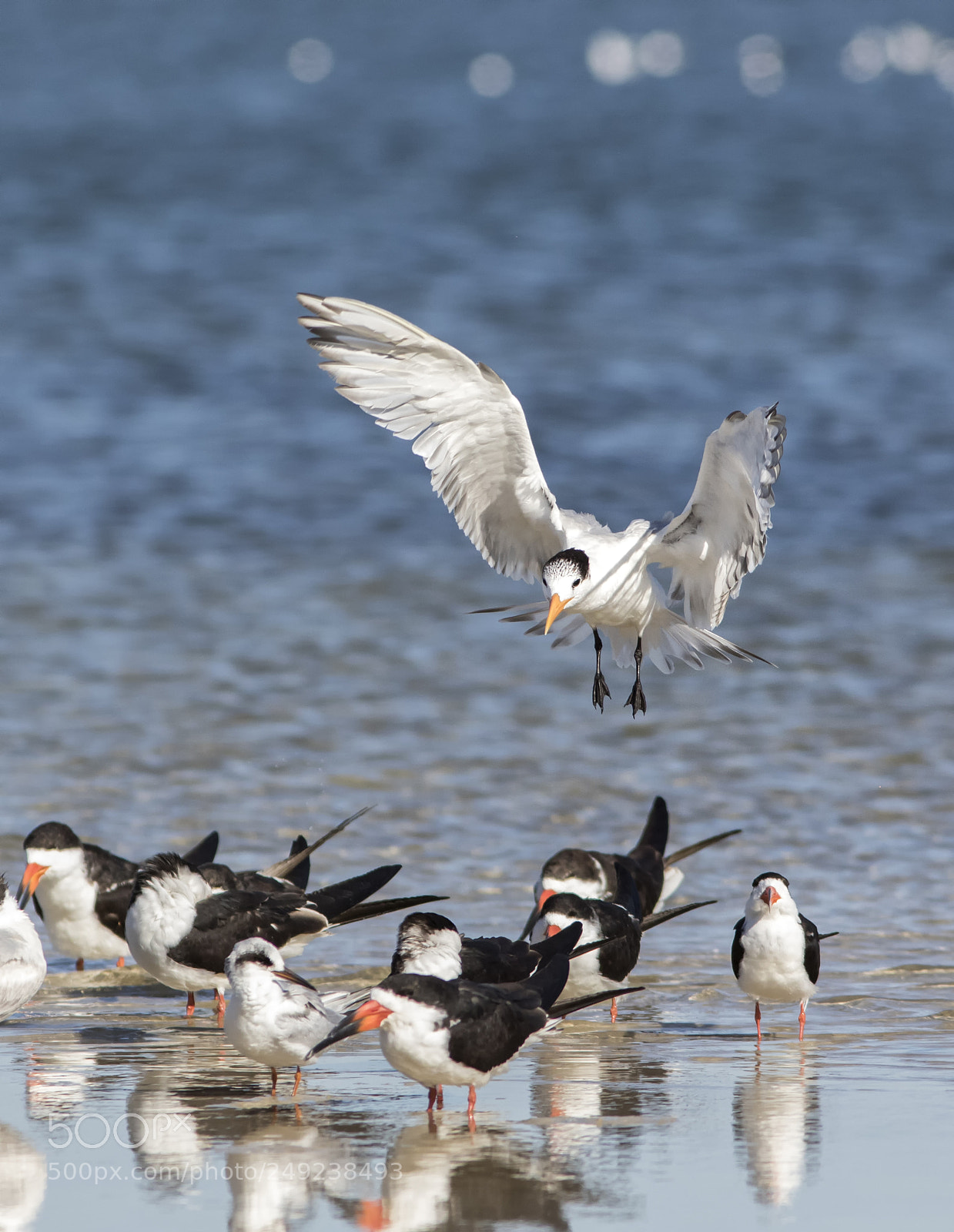 Canon EOS 7D Mark II sample photo. Tern coming in photography