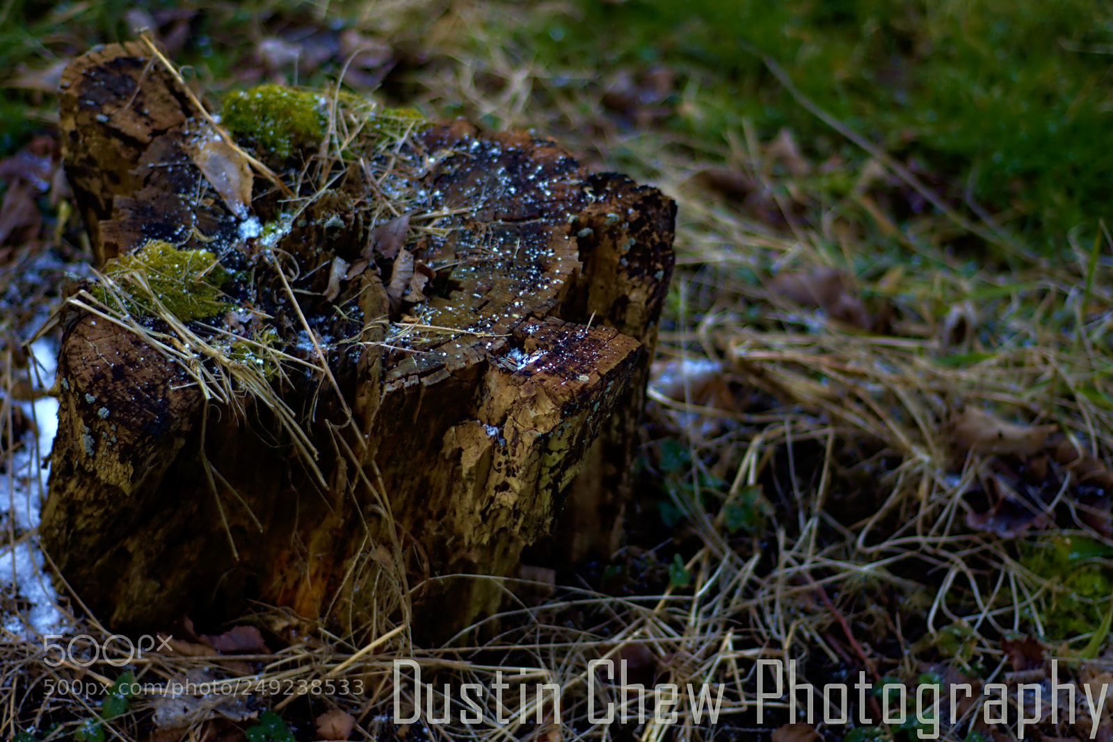 Nikon D7200 sample photo. Stumped03 photography