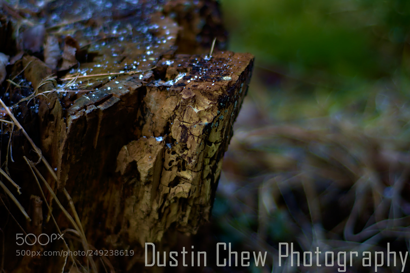 Nikon D7200 sample photo. Stumped04 photography