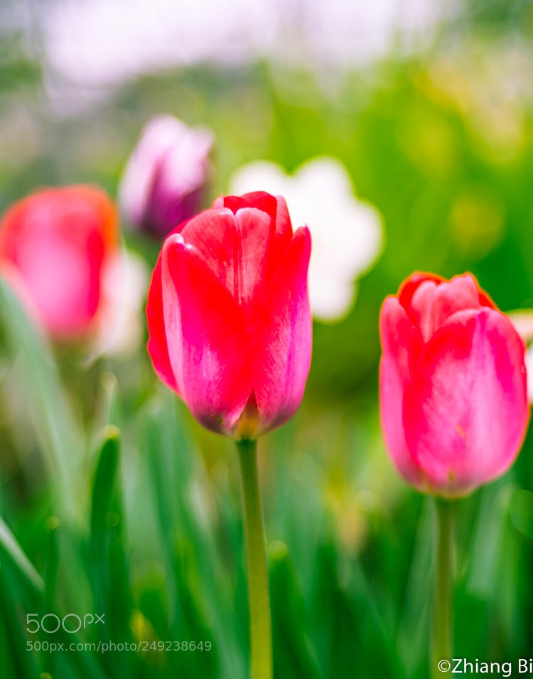 Nikon D610 sample photo. Tulips photography