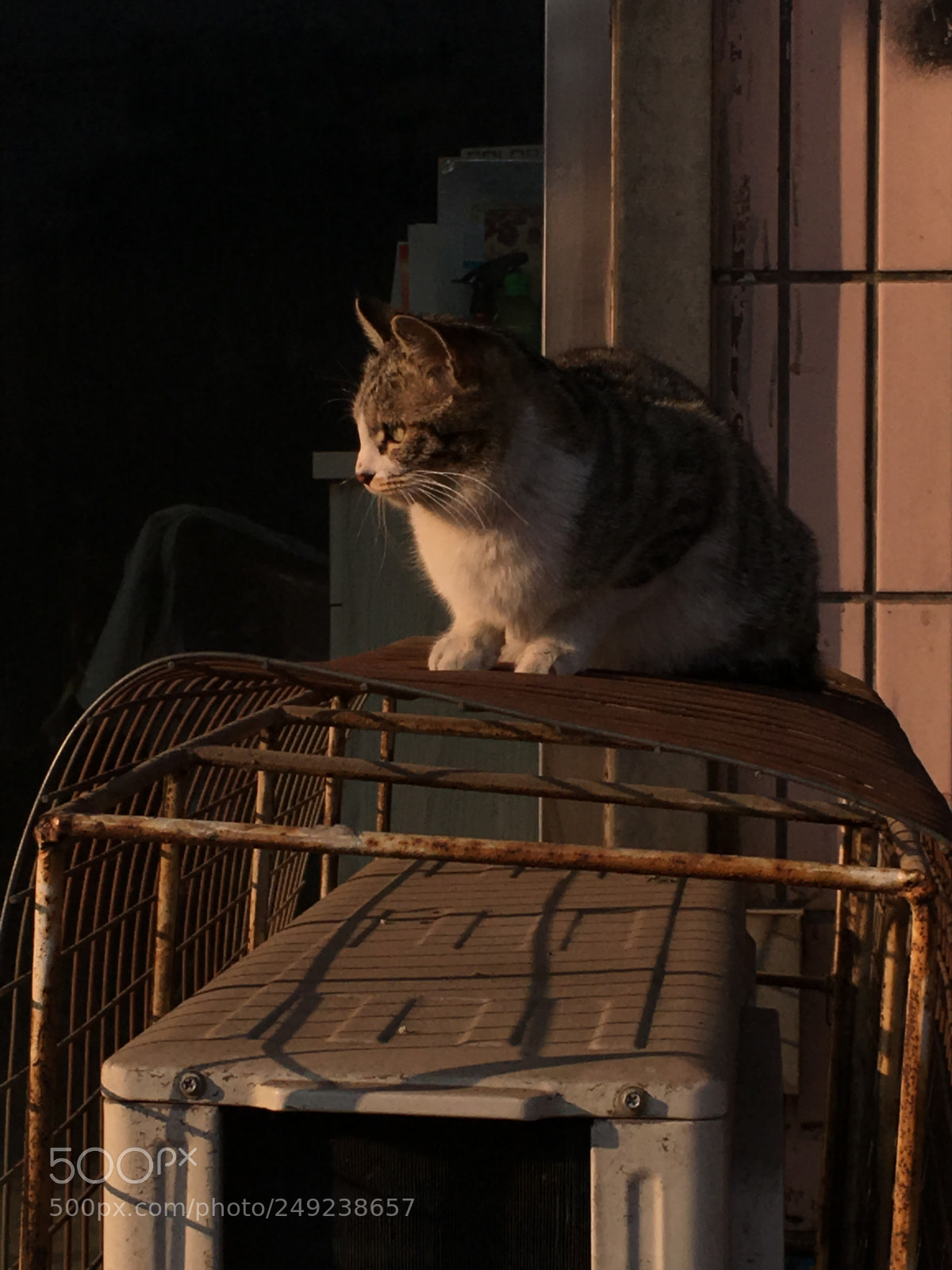 Apple iPhone 6s Plus sample photo. The cat photography